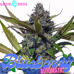 Blueberry Automatic Samen kaufen – Savage-Clones