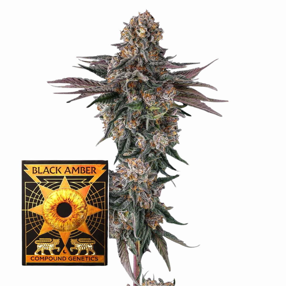 Orange Moon Samen kaufen – Savage-Clones