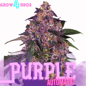 Purple Automatic Samen kaufen – Savage-Clones