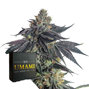 Purple Limeade Samen kaufen – Savage-Clones
