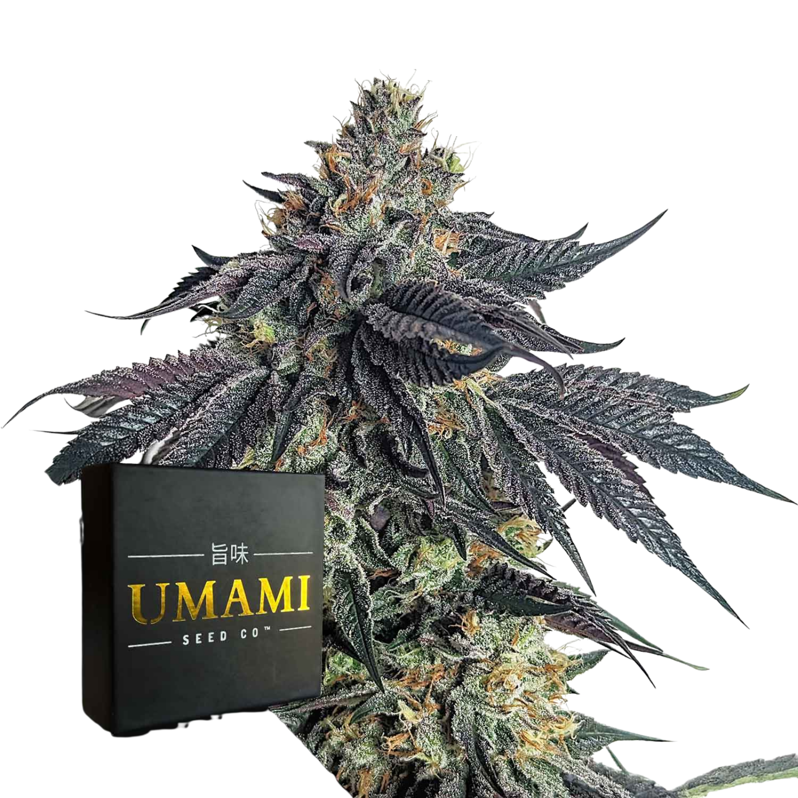 Purple Limeade Samen kaufen – Savage-Clones