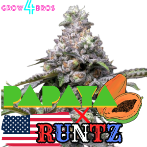 Runtz x Papaya Samen kaufen – Savage-Clones