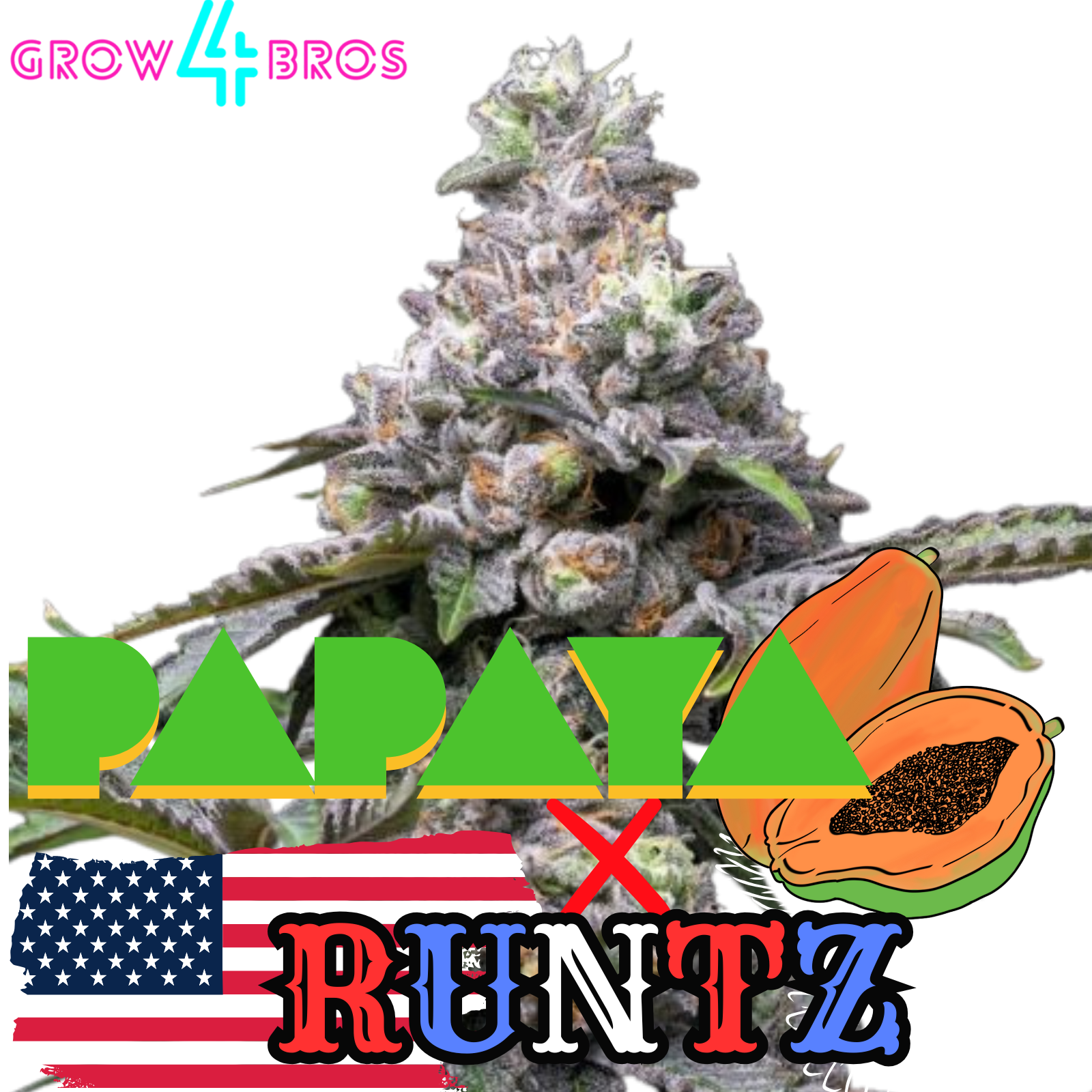 Runtz x Papaya Samen kaufen – Savage-Clones