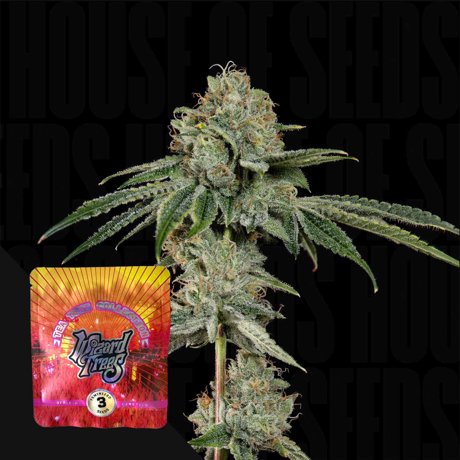 OG Hour