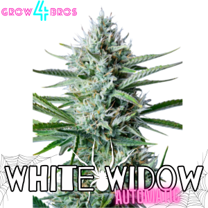 White Widow Automatic Samen kaufen – Savage-Clones