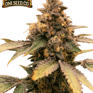 Bop Gun Steckling - Oni Seed Co.