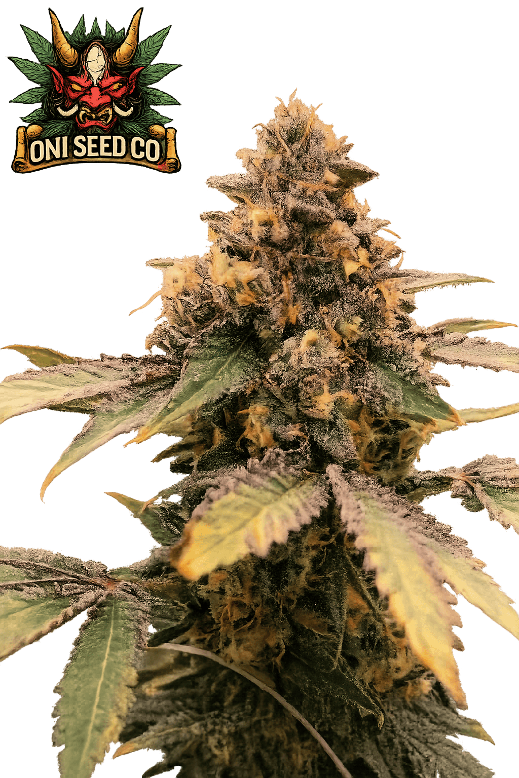 Bop Gun Steckling - Oni Seed Co.