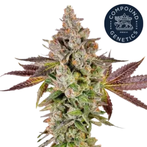 First Class Funk Steckling - Compound Genetics