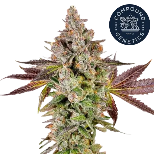 First Class Funk Steckling - Compound Genetics