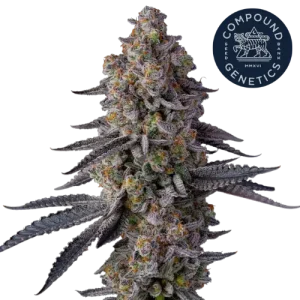 Glitter Bomb Steckling - Compound Genetics