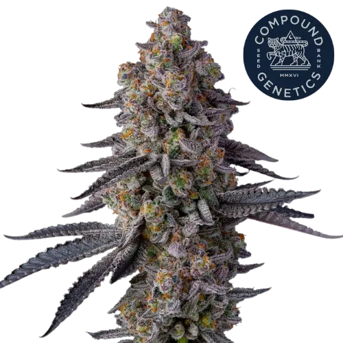 Glitter Bomb Steckling - Compound Genetics