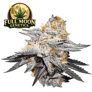 High Fructose Corn Syrup Steckling - Full Moon Genetics