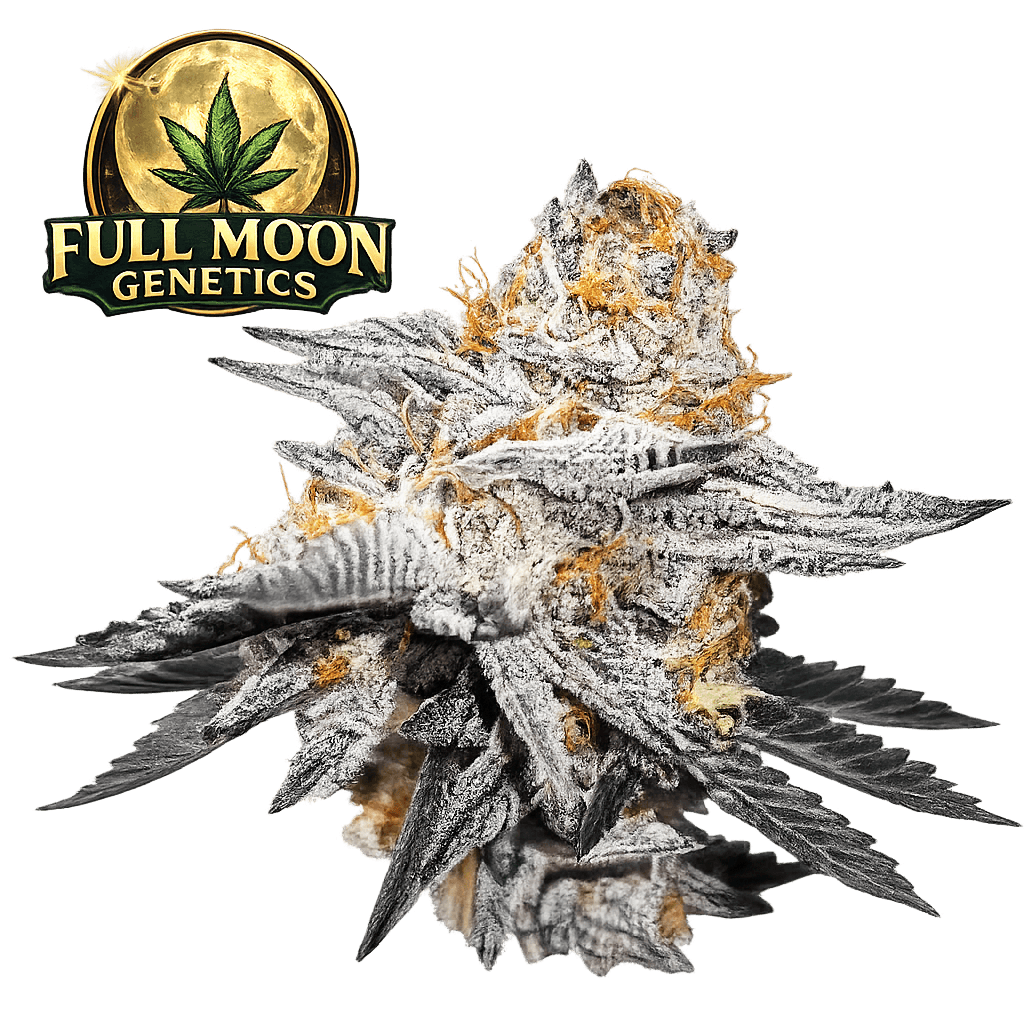 High Fructose Corn Syrup Steckling - Full Moon Genetics