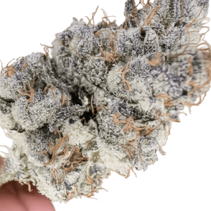Mochi Melon Clone #4 Steckling - Aficionado