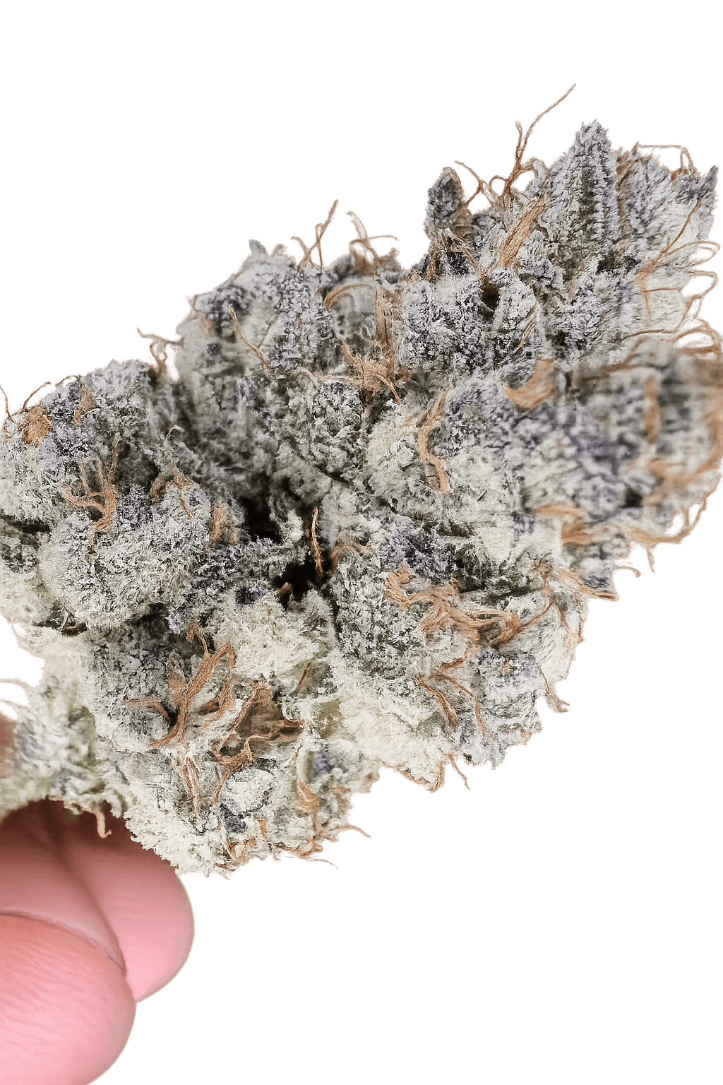 Mochi Melon Clone #4 Steckling - Aficionado