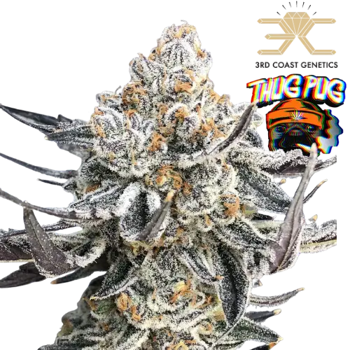 Pure Michigan Steckling - ThugPug × 3rd Coast Genetics