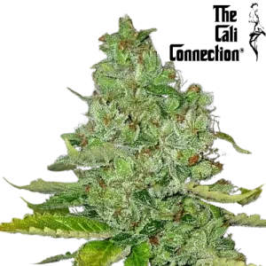 San Fernando Valley OG Steckling - Cali Connection