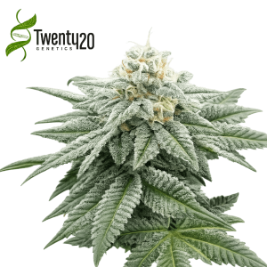 Something Good Steckling - Twenty 20 Genetics
