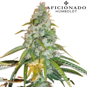 Sour Diesel 1996 Steckling - Aficionado