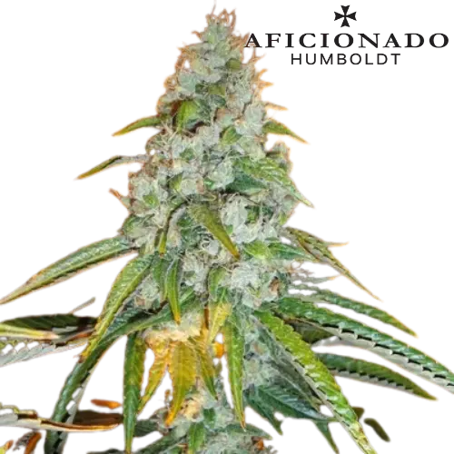 Sour Diesel 1996 Steckling - Aficionado