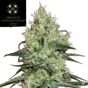 Tentazione Steckling - Aficionado French Connection