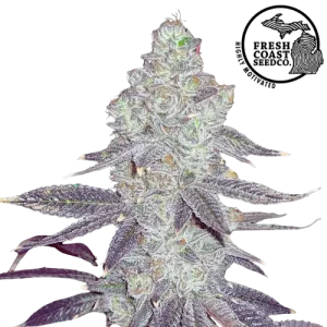 White Truffle Steckling - Fresh Coast Seed Co.