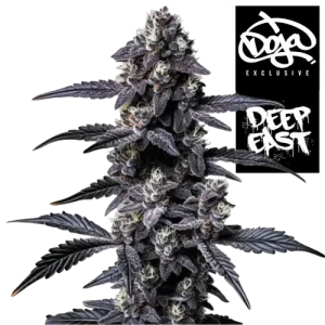 ZOAP Steckling - DEO Farms × DOJA Exclusive