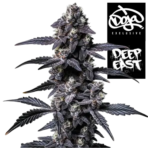 ZOAP Steckling - DEO Farms × DOJA Exclusive