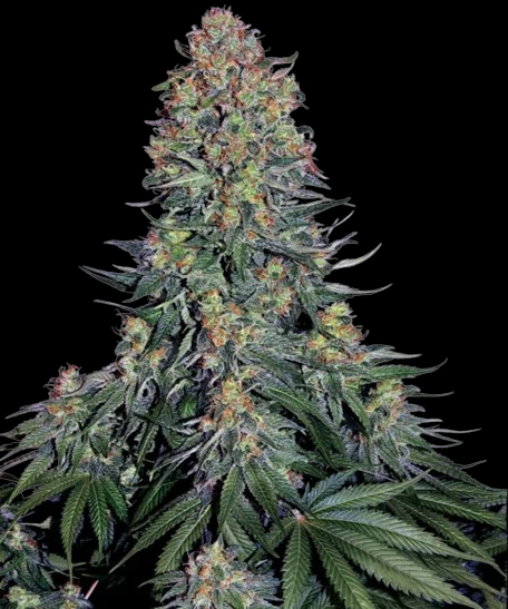 Blue Skunk/Blueberry Skunk Samen (Sensi Seeds)