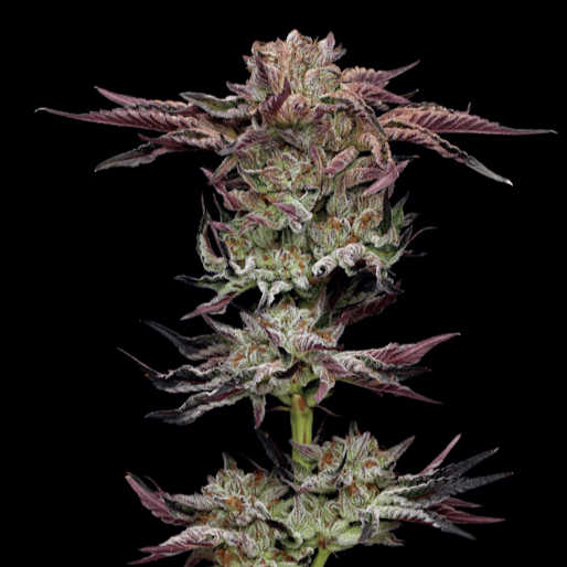 Jelly Donutz Automatic Samen (Humboldt Seed Co.)