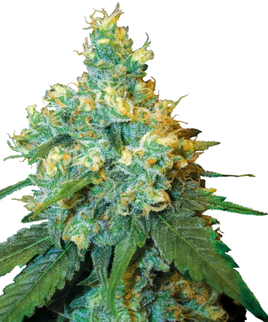 Sensi Seeds Jack Herer Samen