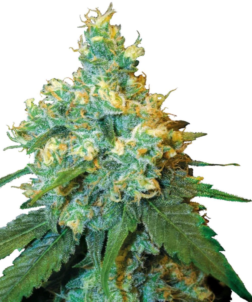 Sensi Seeds Jack Herer Samen