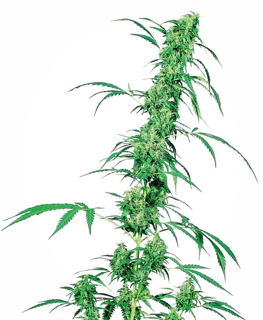 Sensi Seeds Fruity Juice Regular Hanfsamen - 10