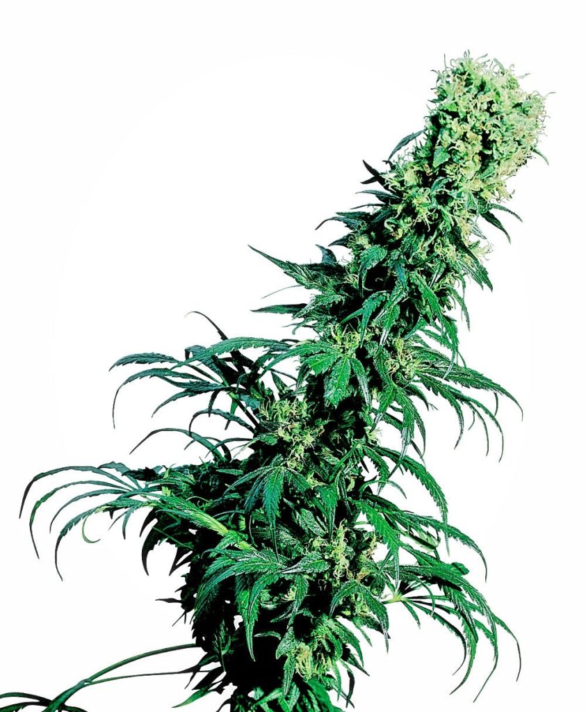 Sensi Seeds Early Pearl Reguläre Hanfsamen