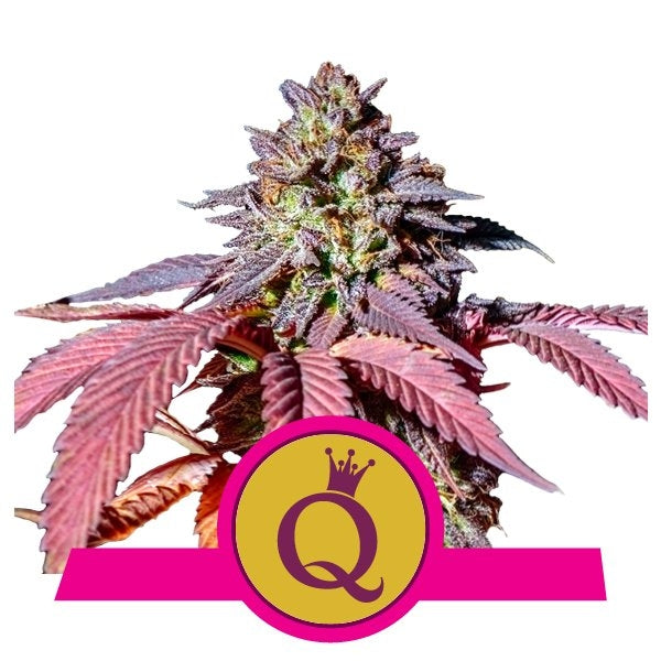 Royal Queen Seeds Purple Queen Feminisierte Hanfsamen