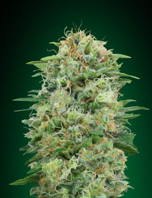 00 Seeds White Widow CBD Samen