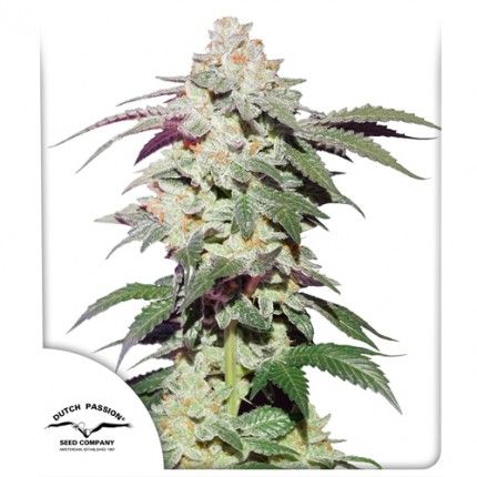 Dutch Passion Skywalker Haze