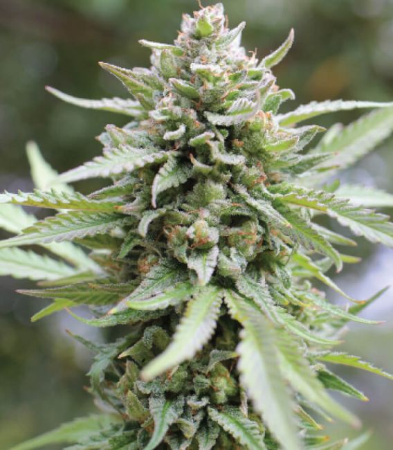 Humboldt Seed Co. Lemongrass Feminisierte Hanfsamen