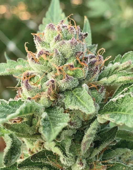 Humboldt Seed Co. Apple Blossom Feminisierte Hanfsamen