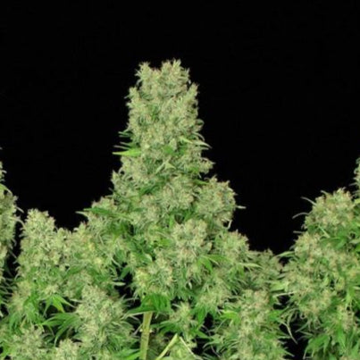 Serious Seeds White Russian Samen