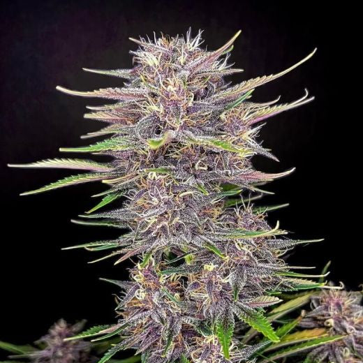 Fast Buds Banana Purple Punch Hanfsamen - Autoflowering