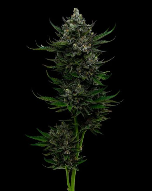 Humboldt Seed Co. All Gas OG Auto Autoflowering Hanfsamen