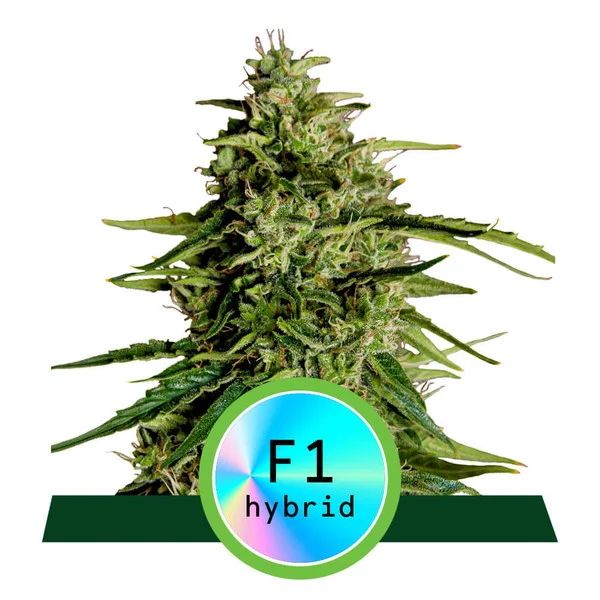 Royal Queen Seeds Milky Way F1 Auto Hanfsamen