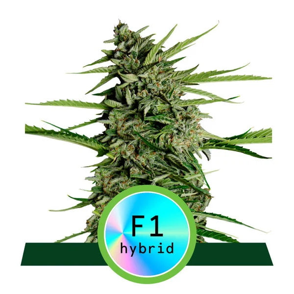 Royal Queen Seeds Orion F1 Automatic Feminisierte Hanfsamen