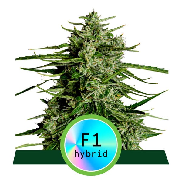 Royal Queen Seeds Titan F1 Automatic Feminisierte Hanfsamen