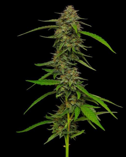 Humboldt Seed Co. Strawberry Cheesecake Automatic Hanfsamen