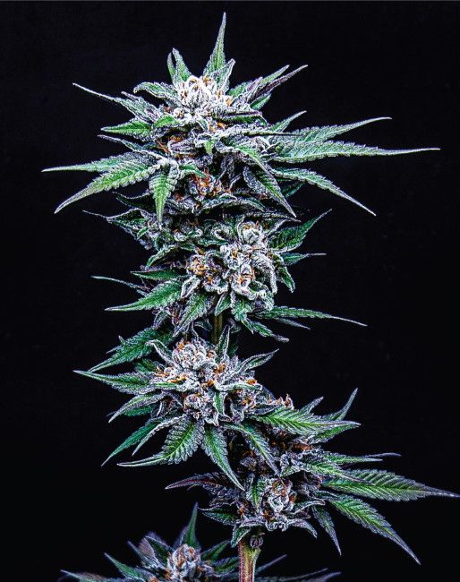 Humboldt Seed Co. Blueberry Pancakes Hanfsamen