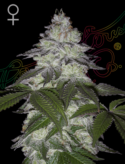 Greenhouse Seed Co. Milky Dreams Hanfsamen