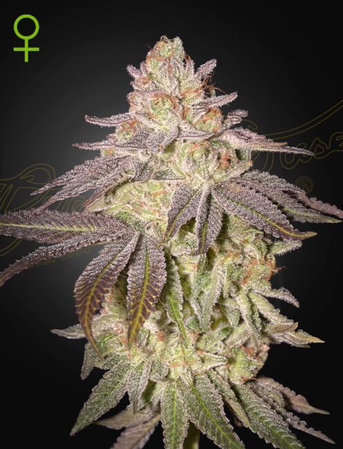 Greenhouse Seed Co. Black Toffee Hanfsamen - Autoflowering