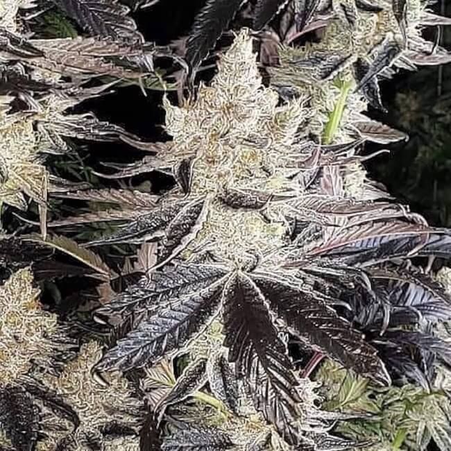 Ethos Genetics Ethos Cookies R2 Feminisierte Hanfsamen
